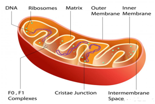 MITOCHONDRIA - EKUL EDUCATION