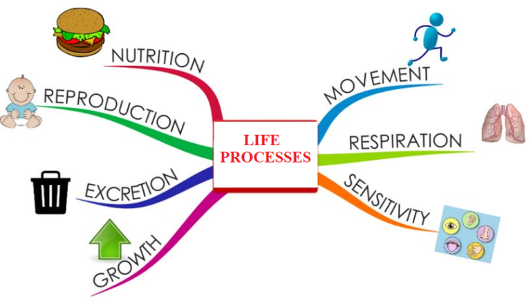 life processes and living things ks2