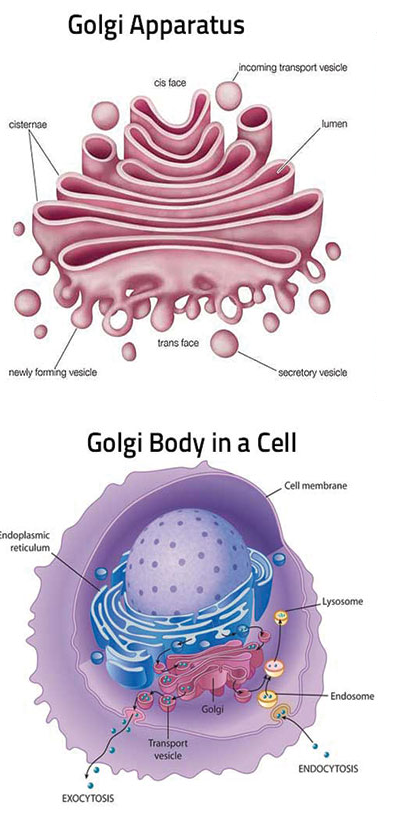 what does the golgi body look like