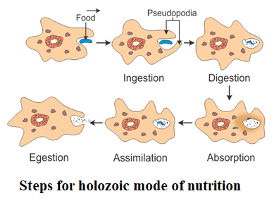 STEPS OF HOLOZOIC MODE OF NUTRITION CLASS 10 EKUL EDUCATION