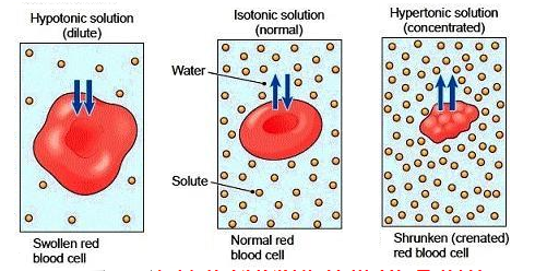 isotonic cell