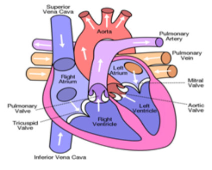 STRUCTURE AND WORKING OF HUMAN HEART