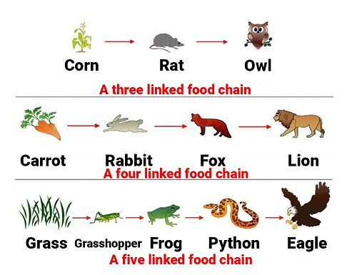 food-chain-definition-and-diagram-ideas-of-europedias